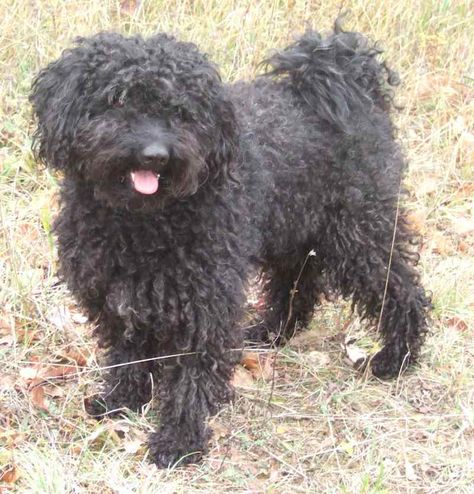 Hungarian Puli Dog, Hungarian Puli, Funny Animal Pics, Puli Dog, Dog Aesthetic, Pet Dogs Puppies, Herding Dogs, Dog Funny, Research Lab