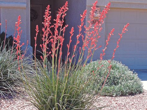 The Essential Guide to Drought Tolerant Plants for Arizona Oregon Landscaping Ideas, Mexican Casa, Southwest Landscaping, Red Yucca, Drought Tolerant Shrubs, Arizona Garden, Water Wise Landscaping, Desert Gardening, Yucca Plant