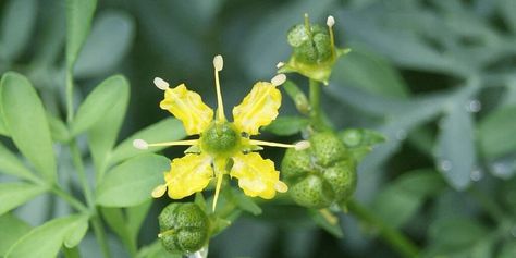 For millennia, Ruta graveolens, more popularly known as "Common Rue" or "Herb of Grace" has held an important role in natural and folk medicinal wisdom. Four Thieves Vinegar, Ruta Graveolens, Butterfly Habitat, Medicinal Herbs Garden, Invasive Plants, Healing Plants, Perennial Herbs, Evergreen Shrubs, Eye Health