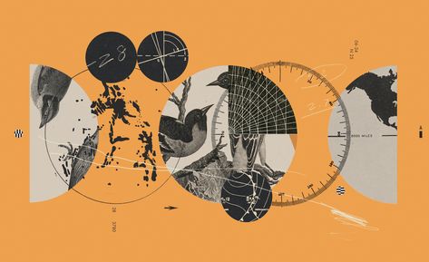 Bird Migration, Citizen Science, Visual Aesthetics, The New York Times, Mixed Media Art, New York Times, Illustration Design, Editorial, Science