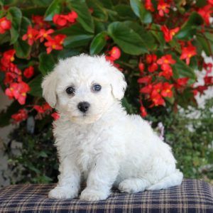 Bichon Frise Puppies For Sale In PA Teacup Bichon Frise, White Bichon Frise, Bichon Frise Aesthetic, Bichon Frise Paintings, Bijon Frise Puppy, Bichon Frise Puppy, Greenfield Puppies, Cute Small Dogs, Teddy Bear Dog