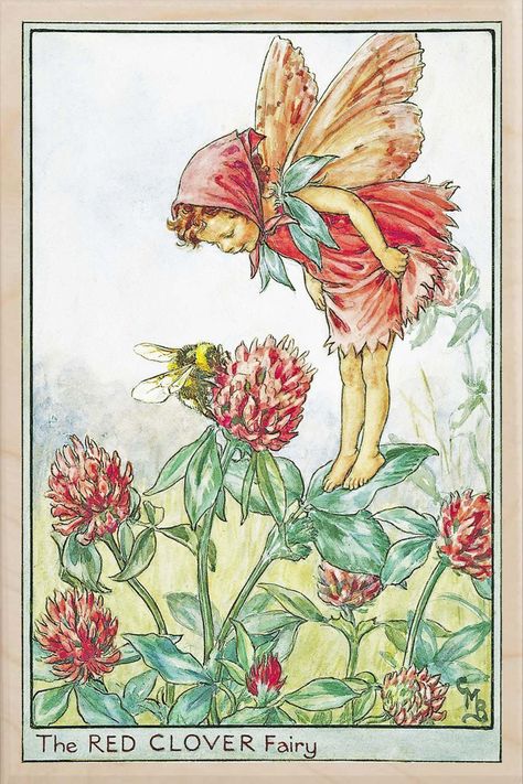 Flower Faeries, Cecily Mary Barker, Clover Fairy, The Flower Fairies, Wooden Postcard, Vintage Drawings, Fae Folk, Fairy Wall Art, Wood Postcard