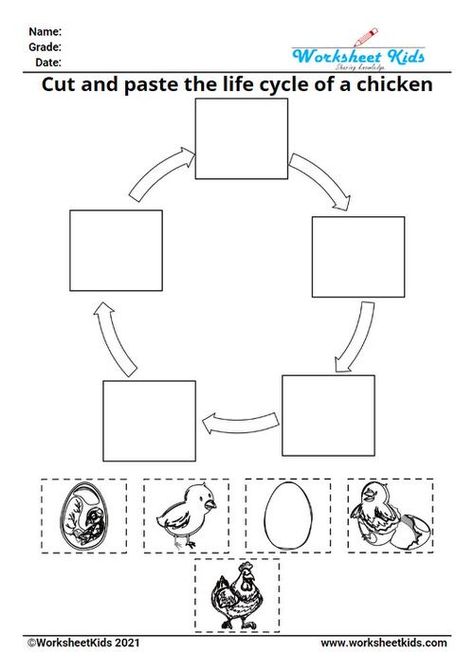 Chicken Life Cycle Activities, Life Cycles Kindergarten, Life Cycle Of A Chicken, Cycle For Kids, Chicken Life Cycle, Kids Worksheet, Animal Life Cycles, Life Cycles Activities, Clothing Themes