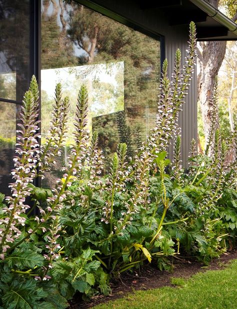 Located on Victoria's Mornington Peninsula, this coastal country inspired garden is full of zen, packed with Australian natives and manicured hedges. Manicured Garden, Acanthus Mollis, Green Wall Garden, Oyster Plant, Kangaroo Valley, Laurel Hedge, Garden Screen, Driveway Ideas, Australian Natives