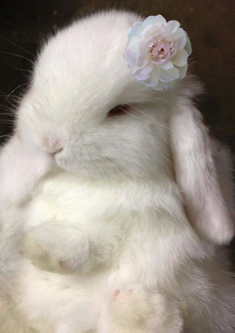 Bunny Pet, Söt Katt, Pet Pet, Bunny Pictures, Baby Bunnies, White Rabbit, Cute Creatures, Sweet Animals