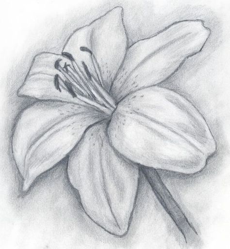 Pencil Drawing Pictures, Lilies Drawing, Pencil Drawings Of Flowers, Pencil Drawing Tutorials, Flower Art Drawing, Art Sketches Pencil, Art Drawings Sketches Pencil, Flower Sketches, Pola Sulam