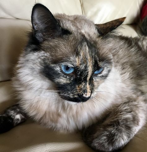 Tortie-point Ragdoll/Siamese mix Calico Siamese Mix Cats, Tortie Point Siamese, Kittens For Sale Near Me, Cat Breeds Siamese, Cat 2023, Colorpoint Shorthair, Most Popular Cat Breeds, Cat King, Cat References