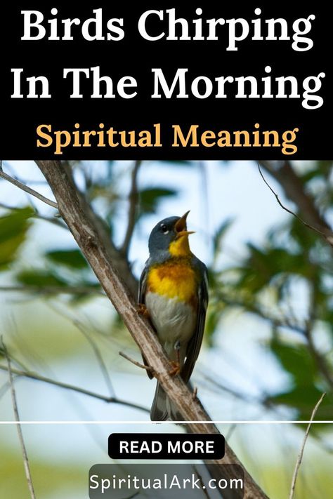 at the top of this post is the title that says, "birds chirping in the morning, spiritual meaning", at the center of this post is a photo of a bird with gray, yellow, and white color sitting on a branch of a tree while chirping in the morning, the main subject and the footer of this post is separated by a thin white line, below the line is a button which contains the words "read more", at the very bottom of this post is the website source which is "SpiritualArk.com" Birds Chirping, Spiritual Meaning, In The Morning, The Morning, Wake Up, To Read, Birds