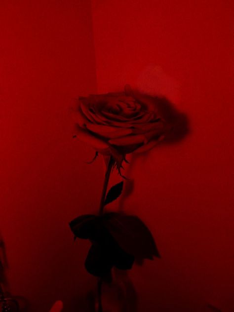 Red Romantic Aesthetic, Vampire Lifestyle, Maroon Aesthetic, Red Aesthetics, Victorian Room, Aesthetic Rose, Color Symbolism, Aesthetic Roses, Red Lights