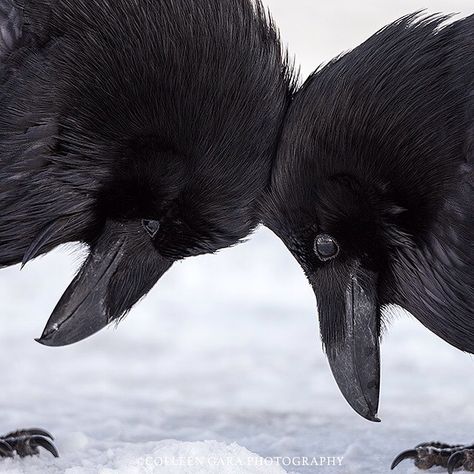 Raven Love - a moment of tenderness between a pair of Ravens Common Raven, Black Crows, Quoth The Raven, Black Birds, Jackdaw, Raven Art, Crows Ravens, The Raven, All Birds