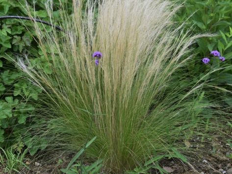 How To Grow & Care For Mexican Feather Grass | Horticulture Stipa Tenuissima, Mexican Feather Grass, Perennial Grasses, Grasses Landscaping, Permaculture Gardening, Permaculture Design, Wild Grass, Grasses Garden, Landscape Plan