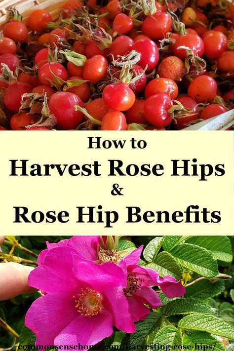 Learn about the amazing health benefits of rose hips, the best roses for hips, when to harvest and how to make delicious rose hip tea. Benefits Of Rose Hips, Rose Hip Recipes, Rose Hip Jelly, Rose Hips Benefits, Rosehip Recipes, Herb Information, Rose Hip Tea, Ripped Recipes, Herbal Tea Garden