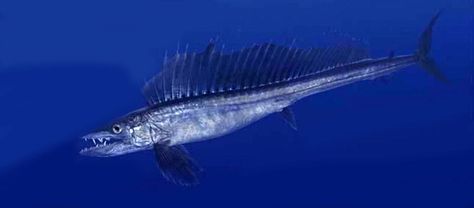 Found throughout the world's oceans, sans the polar seas, it's the lancetfish. These peculiar looking fishes dwell in deep ocean water, swimming to depths of up to 1 mile! The lancetfish often gets pulled up via long-lines but aren't sought after specifically. Due to their presumed numbers and global distribution, these fishes are listed as Least Concern by the IUCN. First the Stats... #deepsea #fish #lancetfish #ocean #predator #prey #teeth #worldwide Deep Sea Creatures, Water Swimming, Animal References, Marine Fish, Deep Ocean, Oceans Of The World, Ocean Water, Sea Lion, Tiki Bar