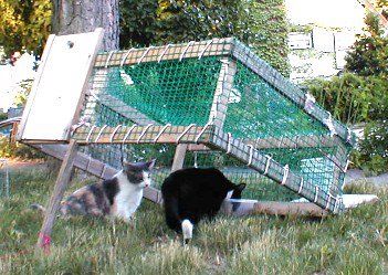 How to build a Drop Trap  This is a non-folding, homemade drop trap (2 different netting options). It requires basic woodworking skills, s... Skunk Trap, Deer Netting, Cat Collector, Animal Traps, Cat Traps, Basic Woodworking, Cat Repellant, Living With Cats, Rare Cats