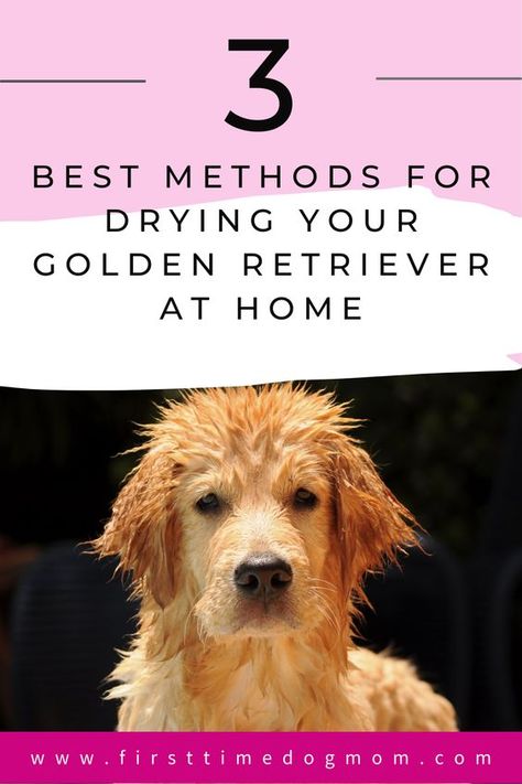 Find out how to effectively get your Golden Retriever dry at home. Learn how to properly towel dry, blow dry and use quick-dry sprays. Plus, common mistakes to avoid when drying your Golden Retriever at home. #goldenretrievers #dogs Golden Retriever Grooming Tips, Grooming Golden Retriever At Home, How To Groom A Golden Retriever At Home, Grooming Golden Retriever, Golden Retriever Grooming Styles, Cream Retriever, Golden Retriever Grooming, Homemade Dog Shampoo, English Golden Retrievers