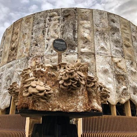 This New Building Is Made From Mushrooms That Actually Clean the Air | LIVEKINDLY Recycled Building Materials Architecture, Amazon Cafe, Regenerative Design, Bio Materials, Biomimicry Architecture, Natural Building Materials, Root Structure, Creative Organization, Bio Art