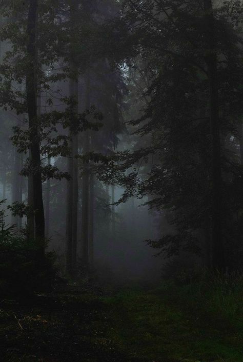 Watch Rain at Night on Youtube 숲 사진, Dark Naturalism, Dark Forest Aesthetic, Futurisme Retro, Dark Landscape, Dark Green Aesthetic, Foggy Forest, Dark Nature Aesthetic, Dark Paradise