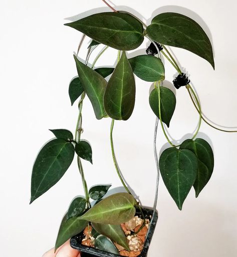 Alisa 🇬🇧&🇱🇻&🏳️‍🌈&🏳‍⚧ on Instagram: “Another way how you can trellis Hoya Carrii. It looks a bit messy, but Hey! She still looks gorgeous! * * * * * * * * * * *…” Hoya Kerrii Care, Hoya Gracilis, Philodendron Gloriosum, Hoya Kerrii Splash, Hoya Wayetii, Hoya Kerrii Variegata, June 22, House Inspo, My Love