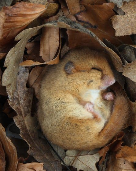 Sleeping Animals, British Wildlife, Jolie Photo, Woodland Creatures, Sweet Animals, Animal Photo, Cute Little Animals, Woodland Animals, 귀여운 동물