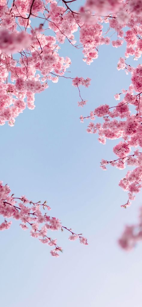 SPRING Wallpapers Cherry Blossom Wallpaper Iphone, Frühling Wallpaper, Cherry Blossom Wallpaper, Iphone Wallpaper Landscape, Iphone Wallpaper Sky, Cherry Blossom Background, Flowers Photography Wallpaper, Iphone Wallpaper Fall, Pretty Phone Wallpaper