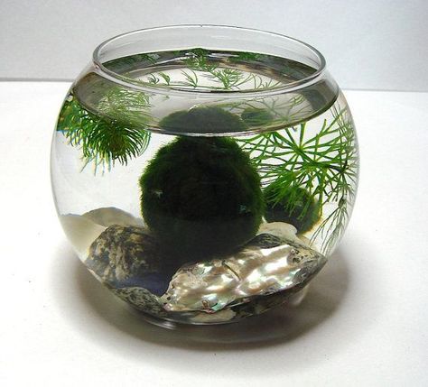 Want a super low-maintenance pet? Try marimo! | tsunagu Japan Indoor Fish Pond, Fish Pond Design, Marimo Moss Ball Aquarium, Pond Design Ideas, Moss Ball Aquarium, Marimo Moss Ball Terrarium, Marimo Moss, Marimo Moss Ball, Mini Aquarium