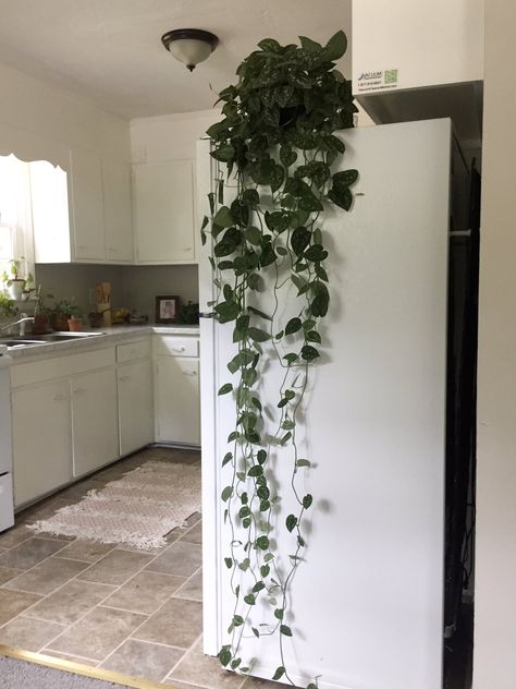 Silver leaf pathos plant @babyzooted Pathos Plant Aesthetic, Pathos Aesthetic, Pathos Plant Tattoo, Pathos Plant Decor, Hanging Pathos, Pathos Tattoo, Hanging Plants Decor, Pathos Plant, Wall Hanging Plants