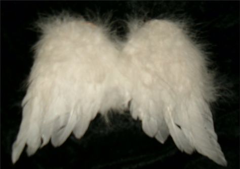 Fluffy angel wings Fluffy Angel Wings, White Angel Wings, How To Disappear, Angel Aesthetic, Pretty Angel, White Angel, Get A Life, Earth Angel, The Secret History