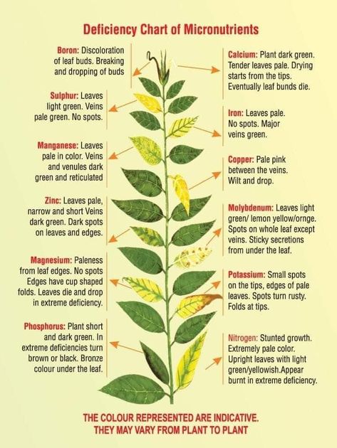 Plant Deficiencies, Different Types Of Plants, Plant Nutrients, Plant Problems, Plant Diseases, Plant Health, Hydroponic Gardening, Garden Pests, Green Garden