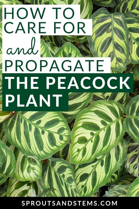 Peacock Plant Indoor, Peacock Plant Care, Peacock Calathea, Plant Knowledge, Plant Leaves Turning Brown, Homecoming 2023, Calathea Makoyana, Houseplant Tips, Best Air Purifying Plants