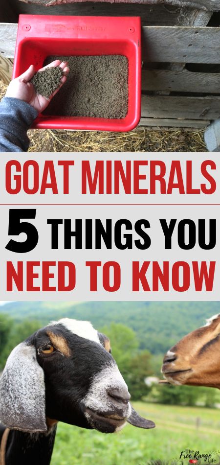 Goat Health, Goat Care, Raising Goats, Pygmy Goat, Farm Plans, Goat Meat, Goat Farm, Dairy Goats, Goat Farming