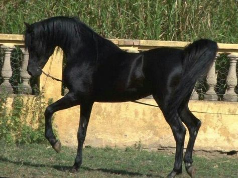 Arabian Black Arabian Horse, Horse Pics, Arabian Stallions, Beautiful Arabian Horses, Black Stallion, Andalusian Horse, Black Horses, Most Beautiful Horses, Friesian Horse