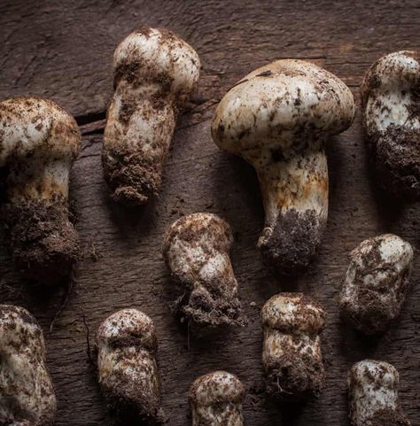 How to Eat Matsutake Mushrooms Raw - Forager | Chef Michelin Restaurant, Red Hots, Edible Mushrooms, Japanese Chef, String Cheese, Make A Person, Best Oils, Wild Mushrooms, Salad Bar