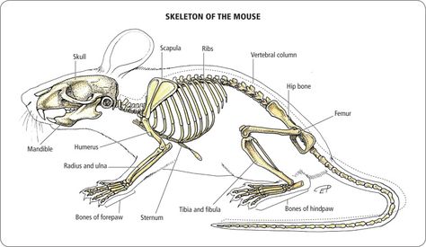 Mouse Anatomy, Maus Illustration, Skull Anatomy, Cherub Tattoo, Skeleton Anatomy, Animal Skeletons, Mouse Drawing, Skeleton Tattoos, Vulture Culture