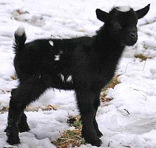 “My mom is not gonna be very happy that I came all the way up here. Probably should’ve dressed warmer (shrug).” -baby goat Black Pygmy Goat, Black Goats, Pygmy Goats, Farm Animal Paintings, Mini Goats, Black Goat, Goat Kidding, Pygmy Goat, Baby Goat