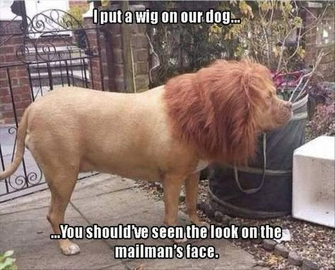 Tierischer Humor, Funny Dog Memes, School Memes, Funny Animal Jokes, 웃긴 사진, Memes Humor, Funny Animal Memes, Animal Jokes, Really Funny Memes