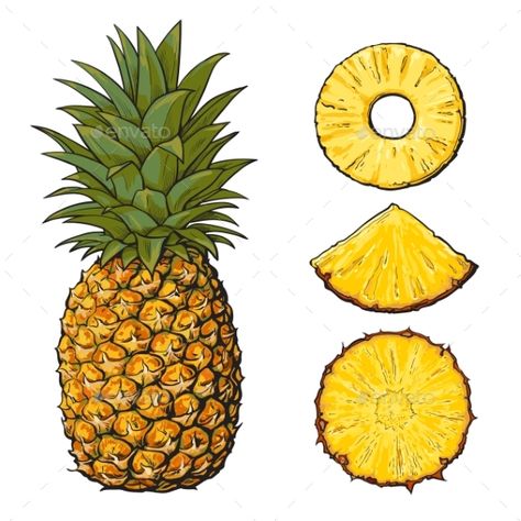 Whole pineapple and three types of slices ¨C round peeled, unpeeled, wedge, sketch style vector illustration isolated on white back Pineapple Illustration Design, Pinapple Art, Pineapple Sketch, Realistic Hand Drawing, Pineapple Pictures, Pineapple Drawing, Pineapple Painting, Pineapple Illustration, Pineapple Tattoo