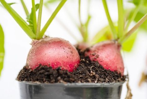 Veggies To Grow Indoors, Growing Radish, Easiest Veggies To Grow, Radish Plant, Veggies To Grow, Propagate Rosemary, Growing Radishes, Radish Greens, Cucumber Beetles