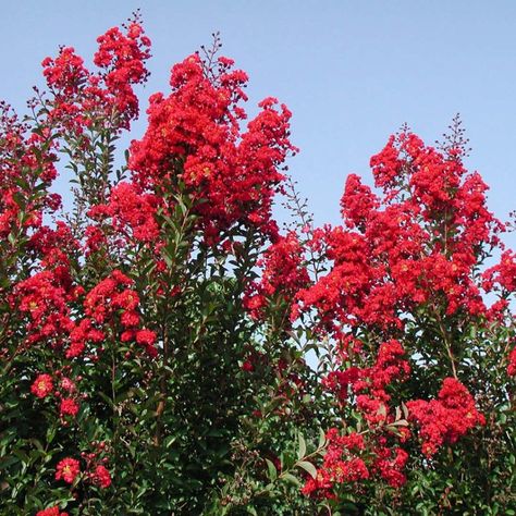 Crape Myrtle Tree, Clematis Montana, Red Rocket, Myrtle Tree, Crepe Myrtle, Fragrant Garden, Foundation Planting, Arbour Day, Crape Myrtle