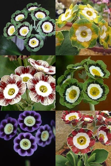 Auriculas Flower, Diy Landscaping Ideas, Green Community, Primula Auricula, Picture Tree, Aesthetic Garden, Garden Aesthetic, Unusual Plants, Fresh Flowers Arrangements