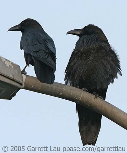 Crow perched next to a raven. (Size comparison plus notice the crow's tail is squared and the raven's is more pointed.) Raven Vs Crow, Raven Pictures, A Crow, Black Birds, Jackdaw, Crows Ravens, Family Camping Trip, Primates, Small Birds