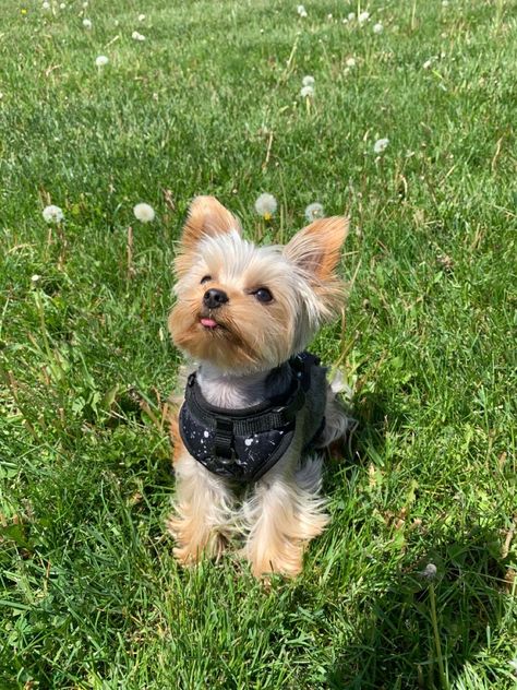 White Yorkie Puppy, Cute Yorkie Puppies, Cute Yorkies, Yorkie Aesthetic, Golden Yorkie, Yorkie Terrier Puppy, Yorkie Puppy Haircuts, Ethan Morales, Yorkies Puppies