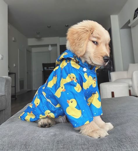 Golden Retriever Funny, Cute Dogs Images, Very Cute Puppies, Super Cute Puppies, Cute Small Animals, Cute Dog Photos, Cute Animals Puppies, Very Cute Dogs, Really Cute Dogs