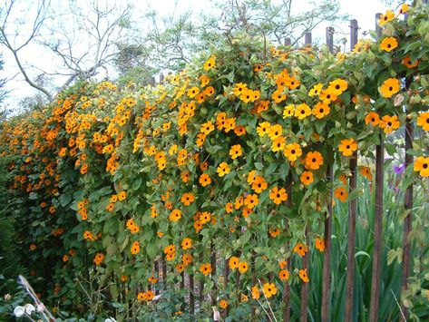 Thunbergia alata (Black-eyed Susan Vine)  #thunbergia #plantopedia #FloweringPlant #flowers #FloweringPlants #plant #plants #flower #blooming #FlowersLover #FlowersLovers #FlowerGarden #WorldOfFlowers #WorldOfFloweringPlants #nature Thunbergia Alata, Black Eyed Susan Vine, Black Eyed Susan Flower, Hydrangea Petiolaris, Climbing Flowers, Growing Vines, Garden Vines, Starter Plants, Black Eyed Susan