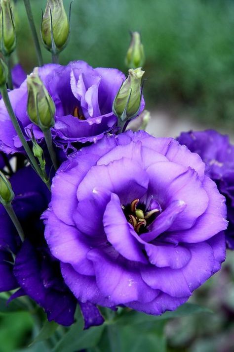 Lisanthius Flowers, Lisianthus Flowers, The Most Beautiful Flowers, Different Kinds Of Flowers, Coffee Flower, Purple Garden, Blossoms Art, Most Beautiful Flowers, Different Flowers