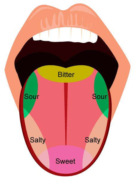 What are different taste bud? - 8dxn322 Tongue Taste Buds, Nerve Fiber, White Matter, Tongue Health, Tongue Cleaner, Autonomic Nervous System, Nerve Cell, Alphabet Flashcards, Homeopathy