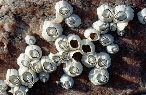 Acorn Barnacle Gooseneck Barnacles, Ariel Aesthetic, Dark Nautical, Airplane Wing, Marine Science, Blue Drawings, Malaysia Airlines, Rocky Shore, Sticker Ideas