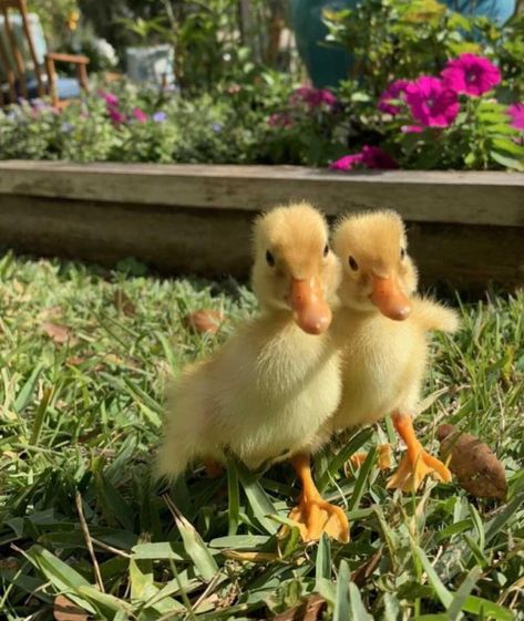 Baby Ducks, Ducks, Flowers, Animals