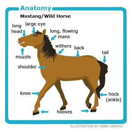 Cute Horse Facts For Kids, Horse Bones, Equine Nutrition, Horse Lessons, Horse Information, Farm Unit, Horse Facts, Horse Anatomy, Free Teaching Resources