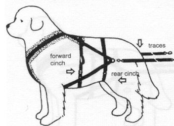 Cart1 Great Swiss Mountain Dog, Dog 101, Dog Equipment, Swiss Mountain Dogs, Newfoundland Dog, Dog Projects, Dog Activities, Sporting Dogs, Dog Sledding