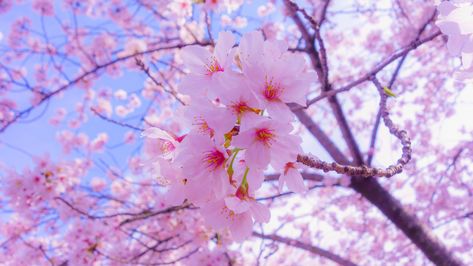 sakura, flowers, bloom, spring, pink 4k Sakura, Flowers, Bloom Flower Images Wallpapers, 2048x1152 Wallpapers, 1366x768 Wallpaper, 1366x768 Wallpaper Hd, Cherry Blossom Wallpaper, Background 4k, Sakura Flowers, Desktop Background Pictures, Christmas Aesthetic Wallpaper